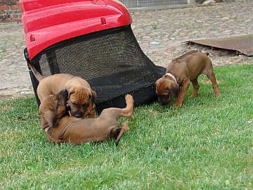 Welpen_Chuma_07-06-2011_048